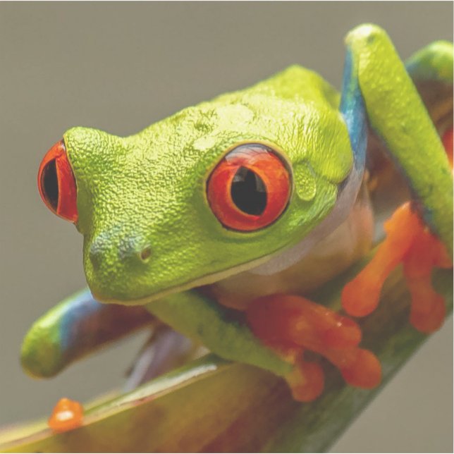 Cool Tropical Frog Ready to Hop Photo (Front)