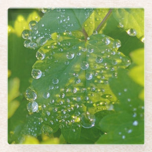 Cool Waterdrops On Green Leaf Glass Coaster
