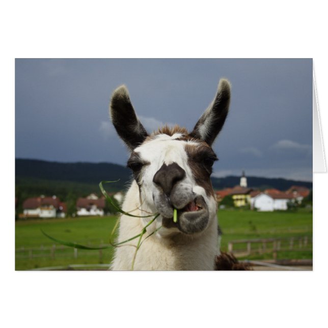 Coolest Llama (Front Horizontal)