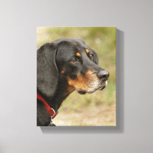 Coon hound - Gracie Lou Canvas Print