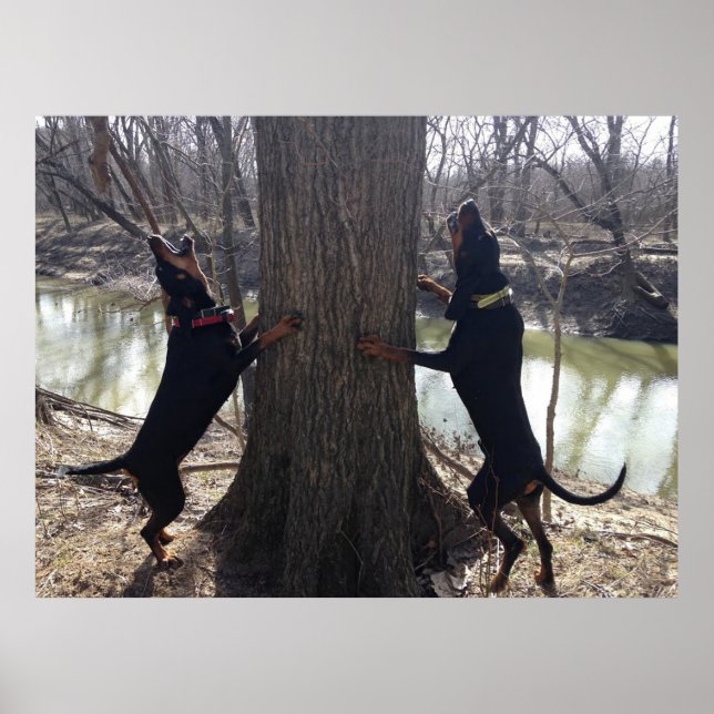 Coon Hounds Treeing Poster (Front)