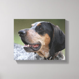 Coonhound Canvas Print