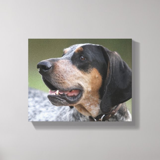 Coonhound Canvas Print (Front)