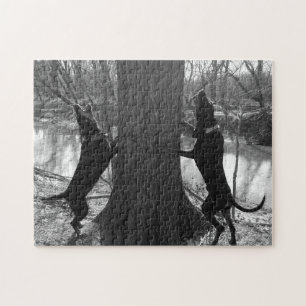 Coonhounds Treeing In Black & White Jigsaw Puzzle