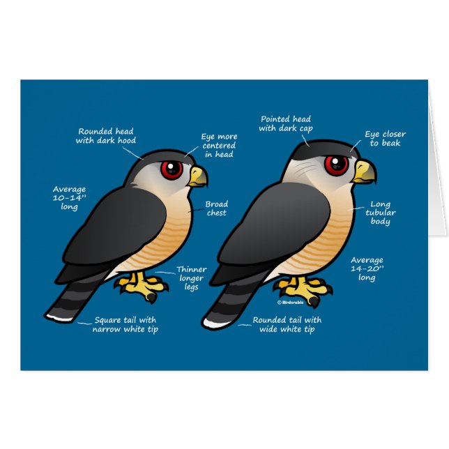 Coop v Sharpie (Front Horizontal)