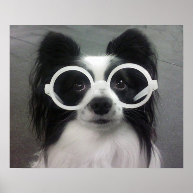 COOPER  IN SHADES POSTER (Front)