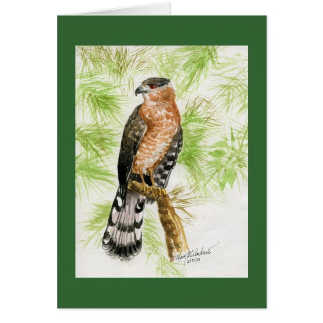 "Coopers Hawk" (Front)