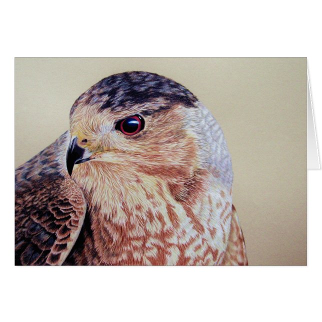 Coopers Hawk (Devant horizontal)