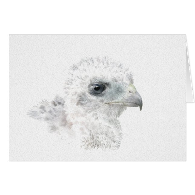 Coopers Hawk Chick (Front Horizontal)