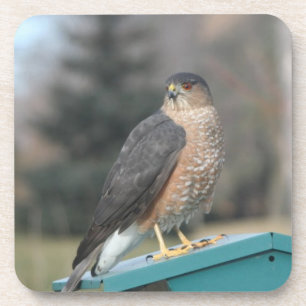 Coopers Hawk Coaster