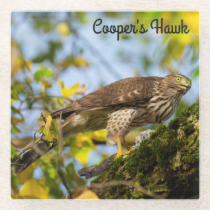 Cooper's Hawk Glass Coaster
