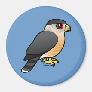 Cooper's Hawk Magnet