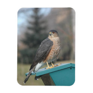 Coopers Hawk Magnet