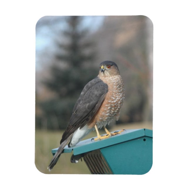 Coopers Hawk Magnet (Vertical)