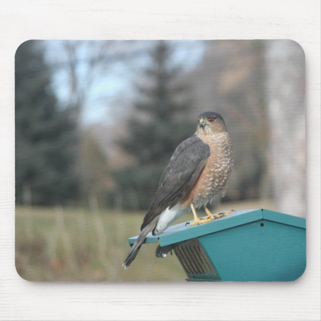 Coopers Hawk Mouse Pad (Front)