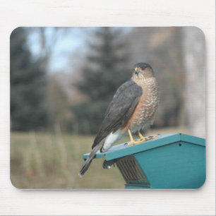 Coopers Hawk Mouse Pad