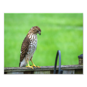 Cooper's Hawk Photo Print 3