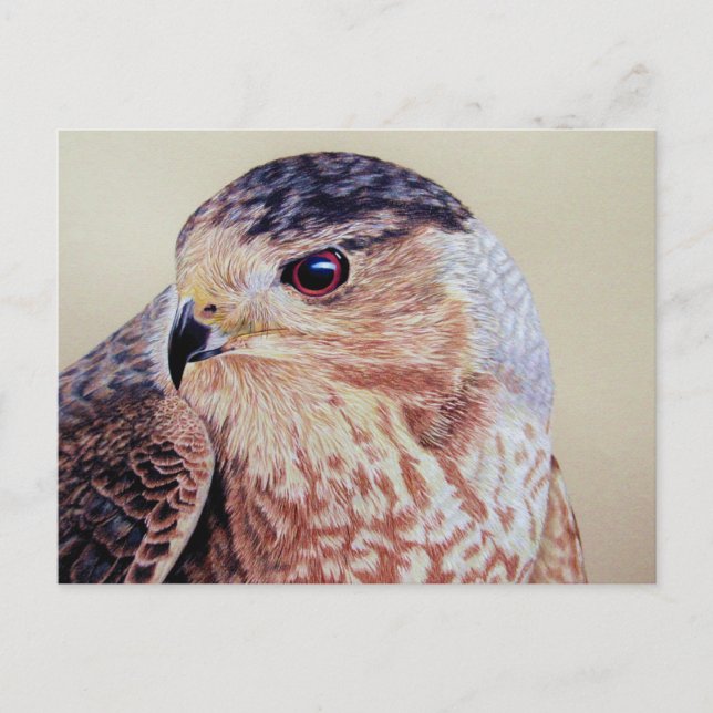 Coopers Hawk Portrait Postcard (Front)