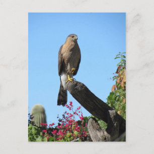 Cooper's Hawk Postcard