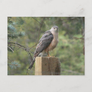 Cooper's Hawk Postcard