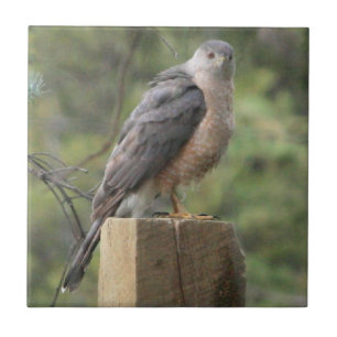 Cooper's Hawk Tile