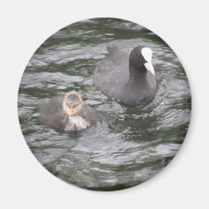 Coot and Chick Magnet