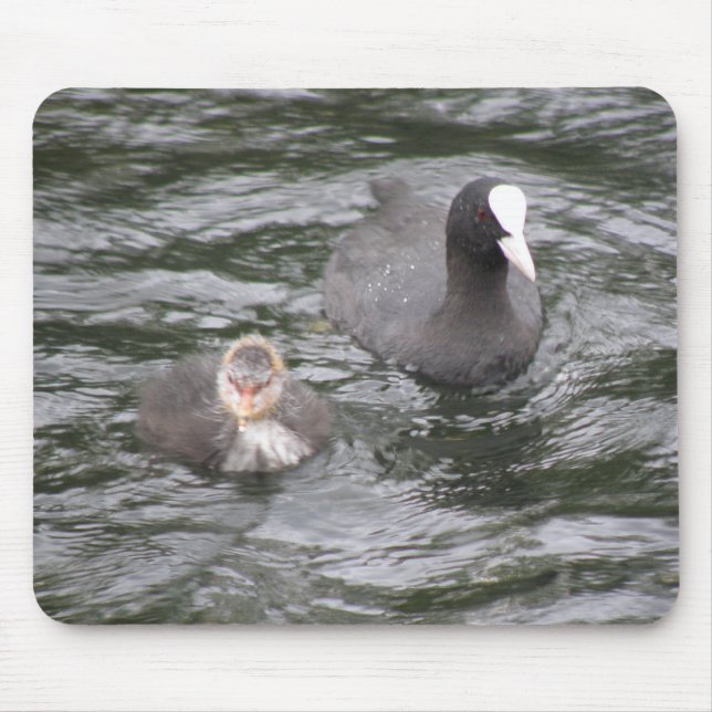 Coot and Chick Mousepad (Front)