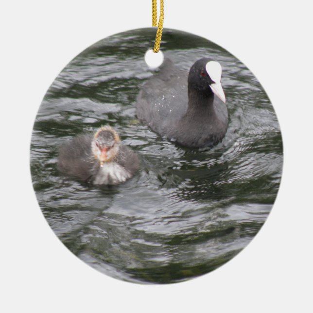 Coot and Chick Ornament (Front)