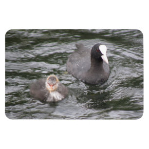 Coot and Chick Premium Magnet
