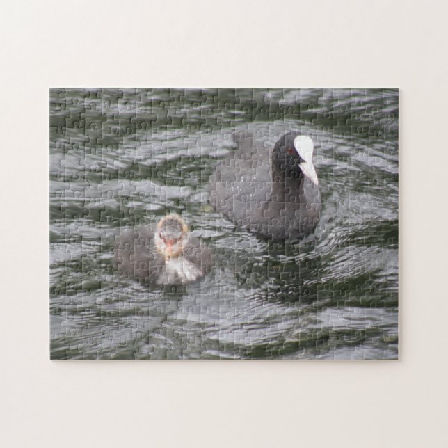 Coot and Chick Puzzle (Horizontal)