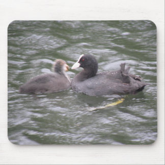 Coot Feeding Hungry Chick Mousepad