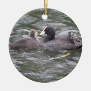 Coot Feeding Hungry Chick Ornament