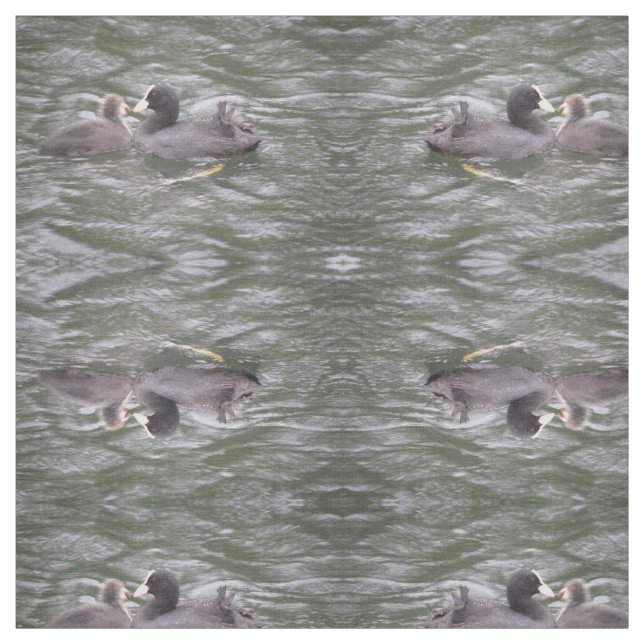 Coot Feeding Hungry Chick Patterned Animal Fabric (Swatch)