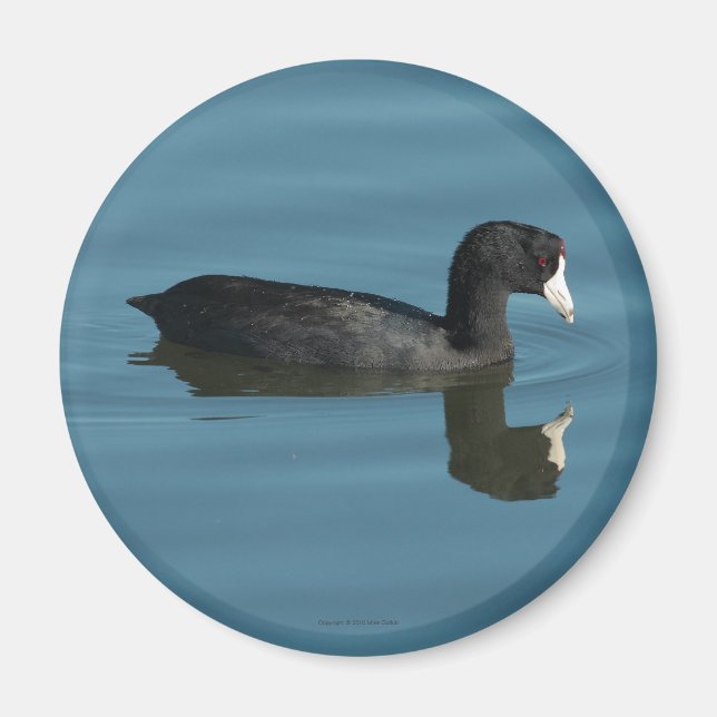 Coot Magnet (Front)