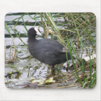 Coot on the Riverbank Mousepad