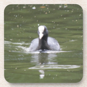 Coot Swimming Cork Coaster