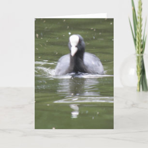 Coot Swimming Greeting Card