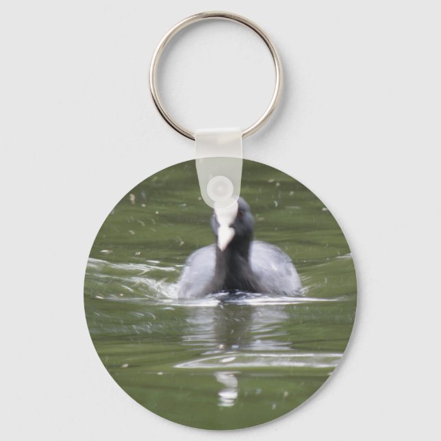 Coot Swimming Keychain (Front)