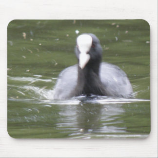 Coot Swimming Mousepad