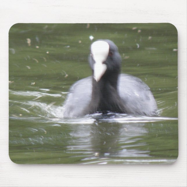 Coot Swimming Mousepad (Front)