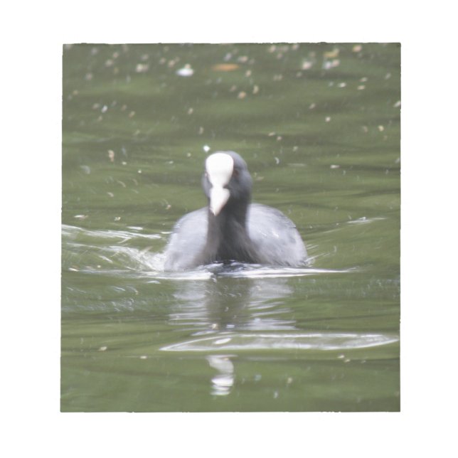 Coot Swimming Notepad (Front)