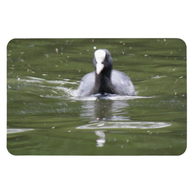 Coot Swimming Premium Magnet (Horizontal)
