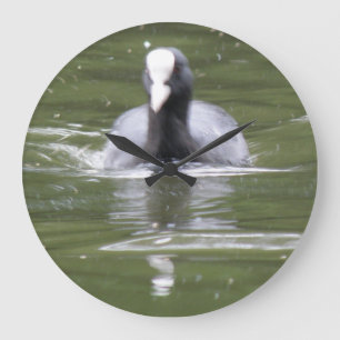 Coot Swimming Wall Clock