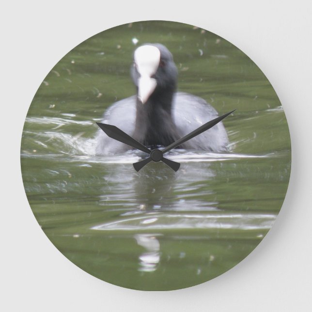 Coot Swimming Wall Clock (Front)