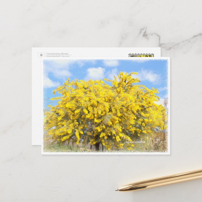 Cootamundra Wattle Postcard (Front/Back In Situ)