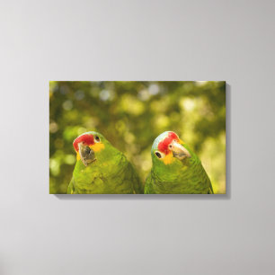 Copan, Honduras Canvas Print