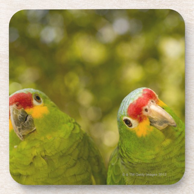 Copan, Honduras Coaster (Front)