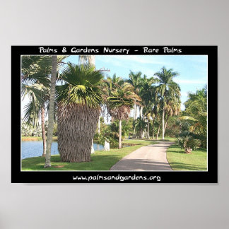 Copernicia macroglossa palm tree poster