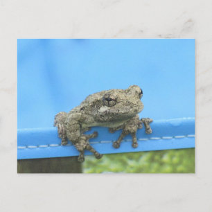 Copes Arbre de grenouille pendre Carte postale