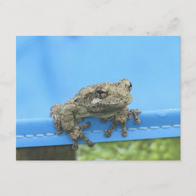 Copes Arbre de grenouille pendre Carte postale (Devant)